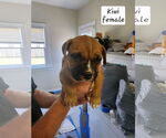 Small #1 American Pit Bull Terrier-American Staffordshire Terrier Mix