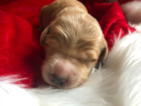 Small Photo #4 Goldendoodle Puppy For Sale in MIDLOTHIAN, VA, USA