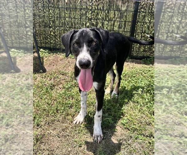 Medium Photo #2 Mutt Puppy For Sale in Abbeville, LA, USA