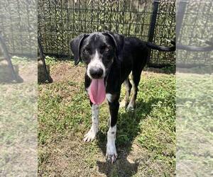 Vivi - Female Mutt Dog for Adoption - Photo #2