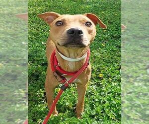 American Staffordshire Terrier Dogs for adoption in Fort Lauderdale, FL, USA