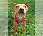 Small American Staffordshire Terrier