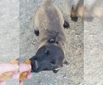 Small #8 Belgian Malinois