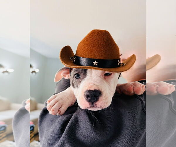 Medium Photo #4 Mutt Puppy For Sale in Spotsylvania, VA, USA