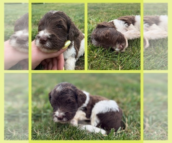 Medium Photo #1 Goldendoodle Puppy For Sale in HOWARD CITY, MI, USA