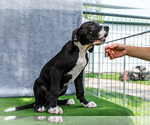 Small #4 Great Dane