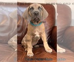Small Photo #28 Cane Corso Puppy For Sale in LA PLATA, MD, USA
