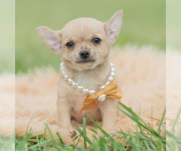 Medium Photo #2 Chihuahua Puppy For Sale in WARSAW, IN, USA