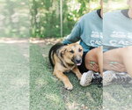 Small #1 German Shepherd Dog Mix