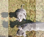Small Photo #2 American Bully Puppy For Sale in PICKENS, SC, USA