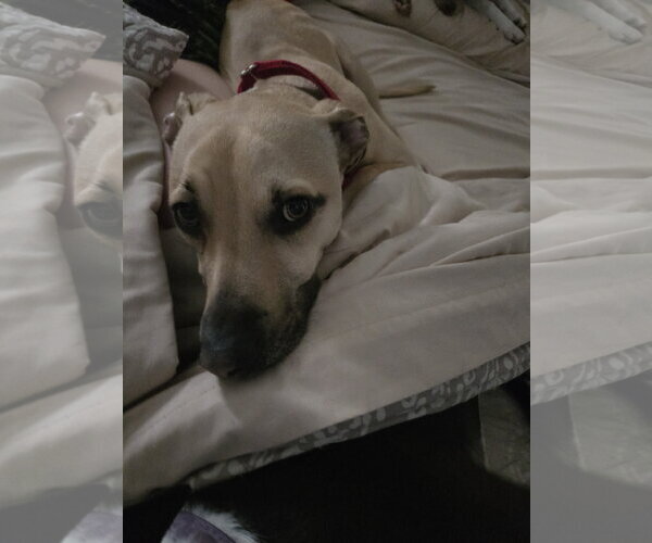 Medium Photo #10 Black Mouth Cur-Labrador Retriever Mix Puppy For Sale in Rockaway, NJ, USA