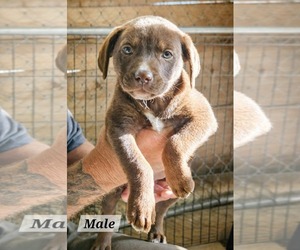 Labrador Retriever-Unknown Mix Dogs for adoption in Royal Palm Beach, FL, USA