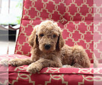 Small Goldendoodle-Poodle (Standard) Mix