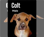 Small Chinese Shar-Pei Mix