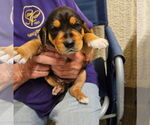 Small #3 Beagle Mix