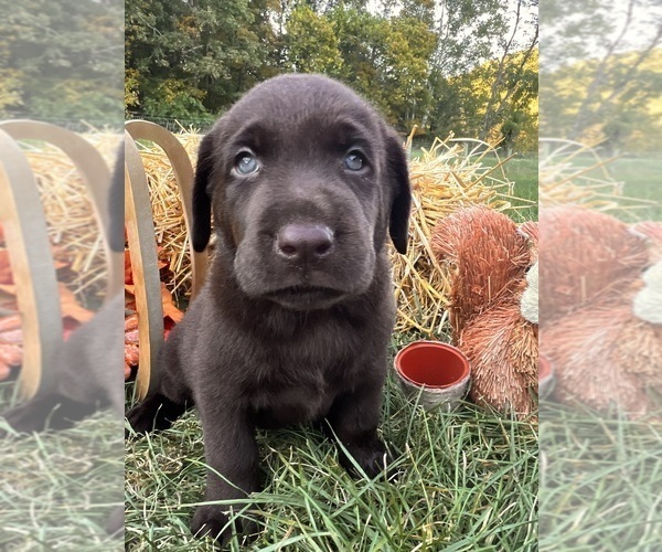 Medium Photo #9 Labrador Retriever Puppy For Sale in NEOLA, WV, USA