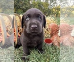 AKC Chocolates - Male Labrador Retriever Puppy for Sale - Photo #9