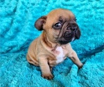 Small #4 French Bulldog