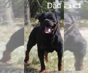 Father of the Rottweiler puppies born on 07/27/2023