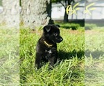 Small Photo #3 German Shepherd Dog Puppy For Sale in ROCKFIELD, KY, USA