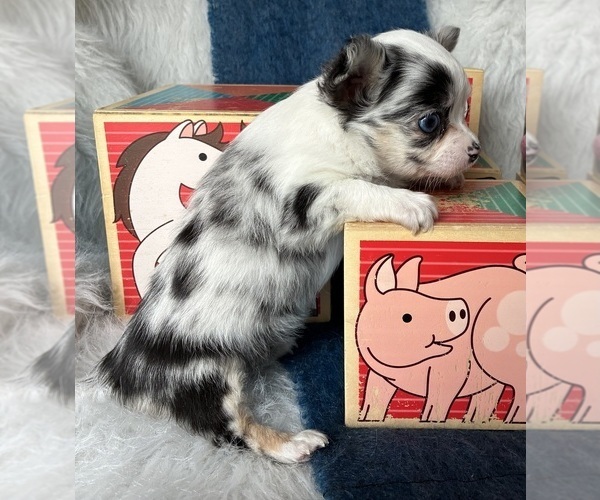 Medium Photo #4 Chihuahua Puppy For Sale in NEWVILLE, PA, USA