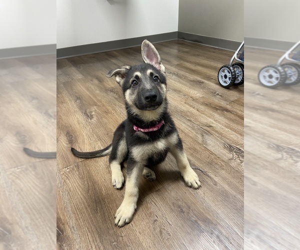 Medium Photo #1 German Shepherd Dog Puppy For Sale in ALACHUA, FL, USA