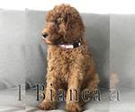 Small Photo #13 Goldendoodle Puppy For Sale in UTOPIA, TX, USA