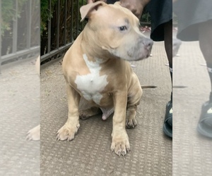 Medium American Bully