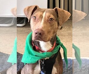 BamBam *Adopt or Foster* - Male Catahoula Leopard Dog-Unknown Mix Dog for Adoption - Photo #6