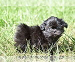Image preview for Ad Listing. Nickname: Tulip
