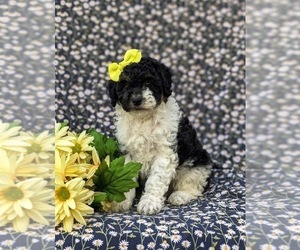Poodle (Miniature) Puppy for sale in NOTTINGHAM, PA, USA