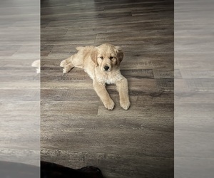 Golden Retriever Puppy for sale in DENHAM SPRINGS, LA, USA