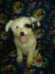 Puppy 4 Chinese Crested