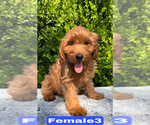 Small #5 Goldendoodle (Miniature)