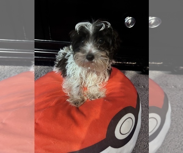 Medium Photo #3 Maltipoo Puppy For Sale in BRIDGEPORT, CT, USA