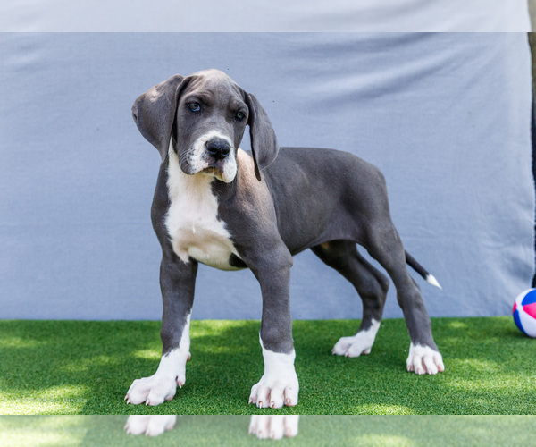 Medium Photo #2 Great Dane Puppy For Sale in WAKARUSA, IN, USA