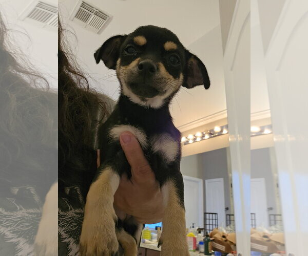 Medium Photo #2 Chihuahua-Unknown Mix Puppy For Sale in The Woodlands, TX, USA