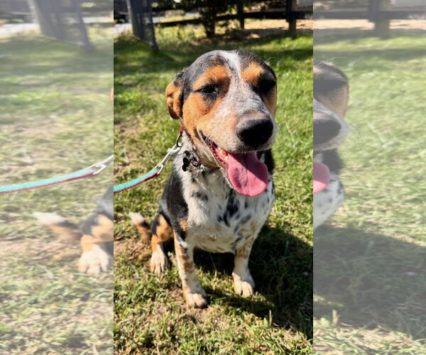 Medium Photo #1 Mutt Puppy For Sale in Sykesville, MD, USA