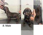 Puppy 3 German Shorthaired Pointer
