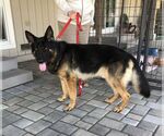 Small #3 German Shepherd Dog