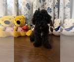 BichPoo puppies - Male Bichpoo Puppy for Sale - Photo #6