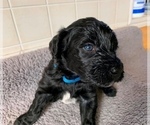 Small Photo #2 Portuguese Water Dog Puppy For Sale in LAKEVIEW, MI, USA