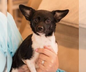 Chihuahua-Unknown Mix Dogs for adoption in Spring Lake, NC, USA
