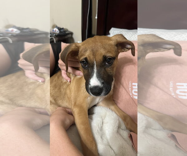 Medium Photo #1 Black Mouth Cur-Unknown Mix Puppy For Sale in The Woodlands, TX, USA