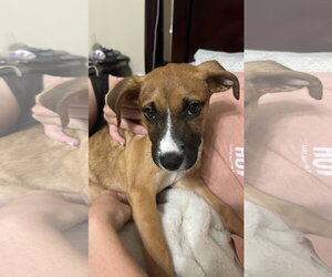 Black Mouth Cur-Unknown Mix Dogs for adoption in The Woodlands, TX, USA