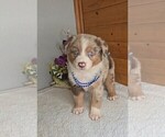 Image preview for Ad Listing. Nickname: Aussies