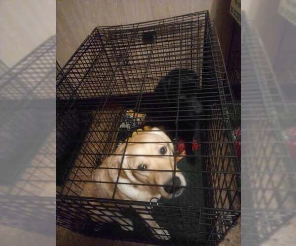 Medium Photo #1 Golden Labrador Puppy For Sale in Lewistown, PA, USA