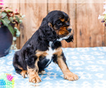 Small #1 Cocker Spaniel