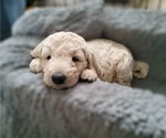 Small Photo #3 Goldendoodle Puppy For Sale in PARKER, CO, USA