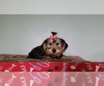 Image preview for Ad Listing. Nickname: Miss Yorkie